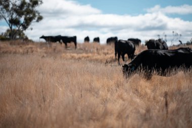 Avustralya 'daki güzel sığırlar ot yer, otlakta otlarlar. Tarımsal bir çiftlikte yetiştirilen sığır sürüsü. Sürdürülebilir tarım 