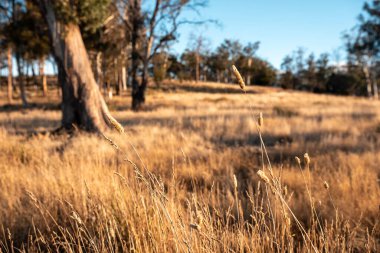 Güzel ineklerin ve sığırların baharda bir çiftlikte otladığı ağaçların ekili arazisi. Arkasında tepeler ve ağaçlarla birlikte yiyecek yetiştiren bir ekin.