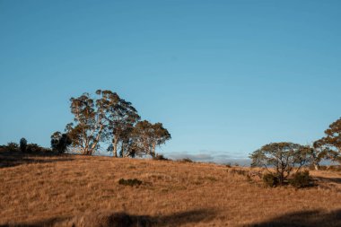 Güzel ineklerin ve sığırların baharda bir çiftlikte otladığı ağaçların ekili arazisi. Arkasında tepeler ve ağaçlarla birlikte yiyecek yetiştiren bir ekin.