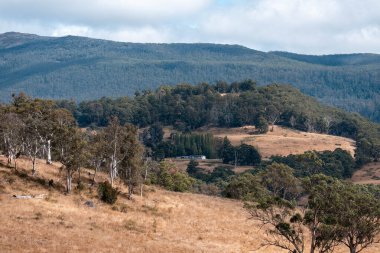 Güzel ineklerin ve sığırların baharda bir çiftlikte otladığı ağaçların ekili arazisi. Arkasında tepeler ve ağaçlarla birlikte yiyecek yetiştiren bir ekin.