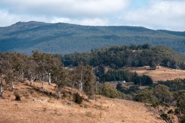 Güzel ineklerin ve sığırların baharda bir çiftlikte otladığı ağaçların ekili arazisi. Arkasında tepeler ve ağaçlarla birlikte yiyecek yetiştiren bir ekin.