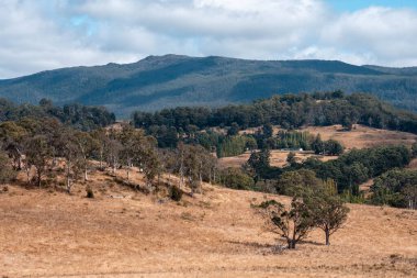 Güzel ineklerin ve sığırların baharda bir çiftlikte otladığı ağaçların ekili arazisi. Arkasında tepeler ve ağaçlarla birlikte yiyecek yetiştiren bir ekin.