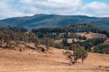Güzel ineklerin ve sığırların baharda bir çiftlikte otladığı ağaçların ekili arazisi. Arkasında tepeler ve ağaçlarla birlikte yiyecek yetiştiren bir ekin.