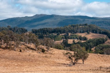 Güzel ineklerin ve sığırların baharda bir çiftlikte otladığı ağaçların ekili arazisi. Arkasında tepeler ve ağaçlarla birlikte yiyecek yetiştiren bir ekin.