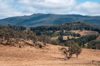 Güzel ineklerin ve sığırların baharda bir çiftlikte otladığı ağaçların ekili arazisi. Arkasında tepeler ve ağaçlarla birlikte yiyecek yetiştiren bir ekin.