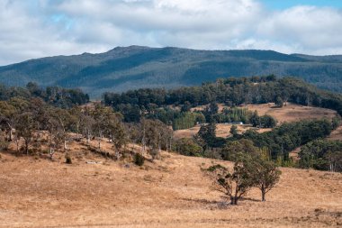 Güzel ineklerin ve sığırların baharda bir çiftlikte otladığı ağaçların ekili arazisi. Arkasında tepeler ve ağaçlarla birlikte yiyecek yetiştiren bir ekin.