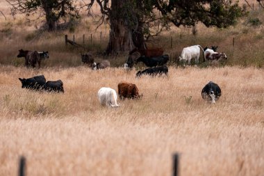 Tazmanya Avustralya wagyu inekleri çayırda otluyor. İlkbaharda Tazmanya Avustralya 'da bir çayır otlağında ot yiyen siyah bir angus ineğinin yakınına.