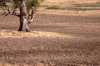 Güzel ineklerin ve sığırların baharda bir çiftlikte otladığı ağaçların ekili arazisi. Arkasında tepeler ve ağaçlarla birlikte yiyecek yetiştiren bir ekin.