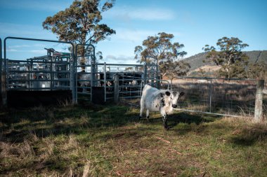 Çiftlikteki kadın çiftçi. Tarım işindeki kadınlar hayvan çiftliklerinde inekleri tartmak için çobanlık yapıyorlar. Avustralya 'da bir çiftlikte yetişen organik ve serbest çiftlik hayvanları..