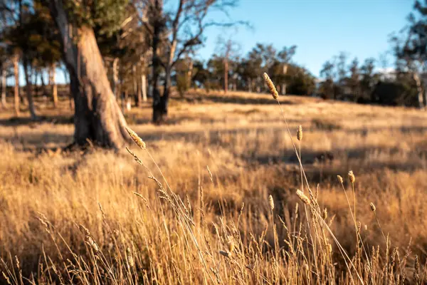 Güzel ineklerin ve sığırların baharda bir çiftlikte otladığı ağaçların ekili arazisi. Arkasında tepeler ve ağaçlarla birlikte yiyecek yetiştiren bir ekin.