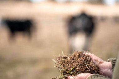 Çiftlikteki kadın çiftçi. Tarım işindeki kadınlar hayvan çiftliklerinde inekleri tartmak için çobanlık yapıyorlar. Avustralya 'da bir çiftlikte yetişen organik ve serbest çiftlik hayvanları..