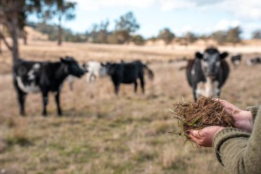 Çiftlikteki kadın çiftçi. Tarım işindeki kadınlar hayvan çiftliklerinde inekleri tartmak için çobanlık yapıyorlar. Avustralya 'da bir çiftlikte yetişen organik ve serbest çiftlik hayvanları..