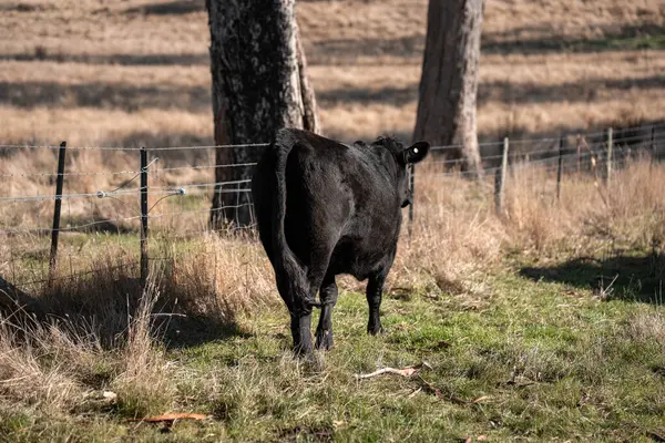 Çiftlikteki kadın çiftçi. Tarım işindeki kadınlar hayvan çiftliklerinde inekleri tartmak için çobanlık yapıyorlar. Avustralya 'da bir çiftlikte yetişen organik ve serbest çiftlik hayvanları..