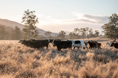 Beef Angus ve Wagyu inekleri kurak bir yazda bir tarlada otluyorlar. Çiftlikte çiftçilik yapan inek çobanı çiftçilik yapan inek sürüsü, alacakaranlıkta sığır güden.