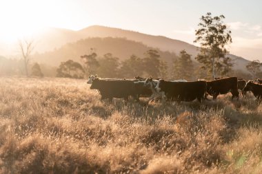 Beef Angus ve Wagyu inekleri kurak bir yazda bir tarlada otluyorlar. Çiftlikte çiftçilik yapan inek çobanı çiftçilik yapan inek sürüsü, alacakaranlıkta sığır güden.
