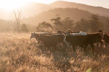 Beef Angus ve Wagyu inekleri kurak bir yazda bir tarlada otluyorlar. Çiftlikte çiftçilik yapan inek çobanı çiftçilik yapan inek sürüsü, alacakaranlıkta sığır güden.