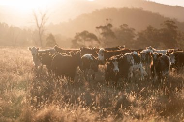 Beef Angus ve Wagyu inekleri kurak bir yazda bir tarlada otluyorlar. Çiftlikte çiftçilik yapan inek çobanı çiftçilik yapan inek sürüsü, alacakaranlıkta sığır güden.