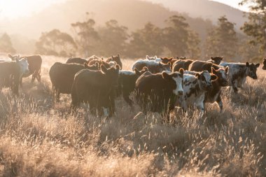 Beef Angus ve Wagyu inekleri kurak bir yazda bir tarlada otluyorlar. Çiftlikte çiftçilik yapan inek çobanı çiftçilik yapan inek sürüsü, alacakaranlıkta sığır güden.