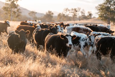 Beef Angus ve Wagyu inekleri kurak bir yazda bir tarlada otluyorlar. Çiftlikte çiftçilik yapan inek çobanı çiftçilik yapan inek sürüsü, alacakaranlıkta sığır güden.