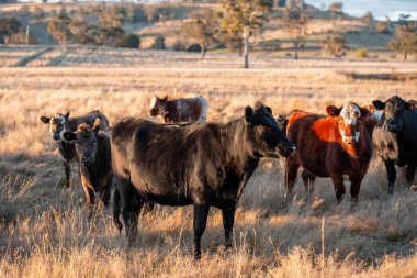 Beef Angus ve Wagyu inekleri kurak bir yazda bir tarlada otluyorlar. Çiftlikte çiftçilik yapan inek çobanı çiftçilik yapan inek sürüsü, alacakaranlıkta sığır güden.