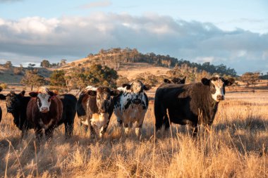 Beef Angus ve Wagyu inekleri kurak bir yazda bir tarlada otluyorlar. Çiftlikte çiftçilik yapan inek çobanı çiftçilik yapan inek sürüsü, alacakaranlıkta sığır güden.
