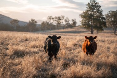 Beef Angus ve Wagyu inekleri kurak bir yazda bir tarlada otluyorlar. Çiftlikte çiftçilik yapan inek çobanı çiftçilik yapan inek sürüsü, alacakaranlıkta sığır güden.