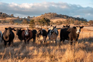 Beef Angus ve Wagyu inekleri kurak bir yazda bir tarlada otluyorlar. Çiftlikte çiftçilik yapan inek çobanı çiftçilik yapan inek sürüsü, alacakaranlıkta sığır güden.