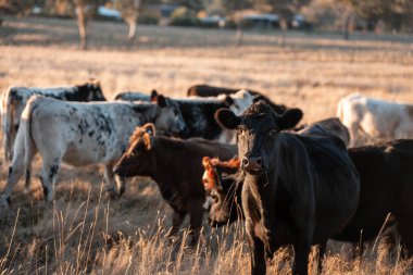 Beef Angus ve Wagyu inekleri kurak bir yazda bir tarlada otluyorlar. Çiftlikte çiftçilik yapan inek çobanı çiftçilik yapan inek sürüsü, alacakaranlıkta sığır güden.