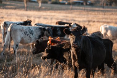 Beef Angus ve Wagyu inekleri kurak bir yazda bir tarlada otluyorlar. Çiftlikte çiftçilik yapan inek çobanı çiftçilik yapan inek sürüsü, alacakaranlıkta sığır güden.