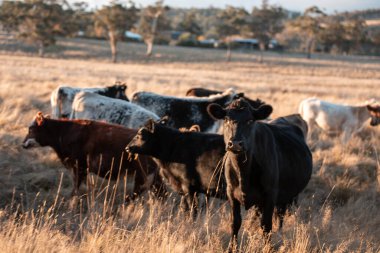 Beef Angus ve Wagyu inekleri kurak bir yazda bir tarlada otluyorlar. Çiftlikte çiftçilik yapan inek çobanı çiftçilik yapan inek sürüsü, alacakaranlıkta sığır güden.