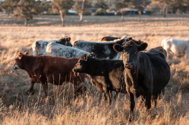 Beef Angus ve Wagyu inekleri kurak bir yazda bir tarlada otluyorlar. Çiftlikte çiftçilik yapan inek çobanı çiftçilik yapan inek sürüsü, alacakaranlıkta sığır güden.
