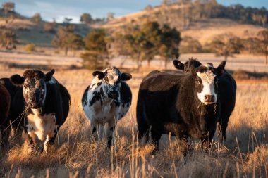 Beef Angus ve Wagyu inekleri kurak bir yazda bir tarlada otluyorlar. Çiftlikte çiftçilik yapan inek çobanı çiftçilik yapan inek sürüsü, alacakaranlıkta sığır güden.