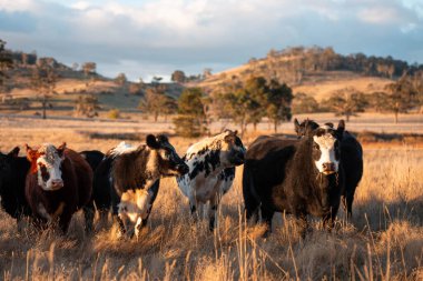 Beef Angus ve Wagyu inekleri kurak bir yazda bir tarlada otluyorlar. Çiftlikte çiftçilik yapan inek çobanı çiftçilik yapan inek sürüsü, alacakaranlıkta sığır güden.