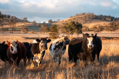 Beef Angus ve Wagyu inekleri kurak bir yazda bir tarlada otluyorlar. Çiftlikte çiftçilik yapan inek çobanı çiftçilik yapan inek sürüsü, alacakaranlıkta sığır güden.