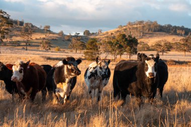 Beef Angus ve Wagyu inekleri kurak bir yazda bir tarlada otluyorlar. Çiftlikte çiftçilik yapan inek çobanı çiftçilik yapan inek sürüsü, alacakaranlıkta sığır güden.