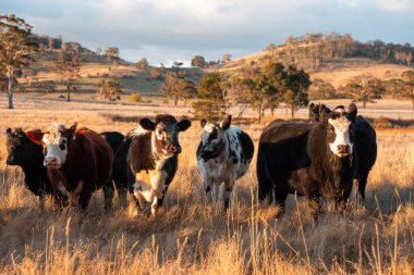 Beef Angus ve Wagyu inekleri kurak bir yazda bir tarlada otluyorlar. Çiftlikte çiftçilik yapan inek çobanı çiftçilik yapan inek sürüsü, alacakaranlıkta sığır güden.