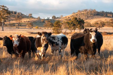Beef Angus ve Wagyu inekleri kurak bir yazda bir tarlada otluyorlar. Çiftlikte çiftçilik yapan inek çobanı çiftçilik yapan inek sürüsü, alacakaranlıkta sığır güden.