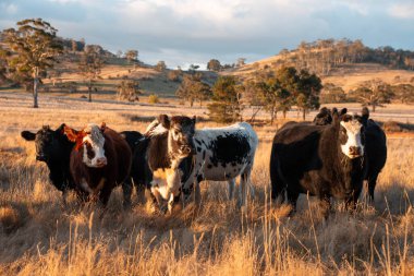 Beef Angus ve Wagyu inekleri kurak bir yazda bir tarlada otluyorlar. Çiftlikte çiftçilik yapan inek çobanı çiftçilik yapan inek sürüsü, alacakaranlıkta sığır güden.