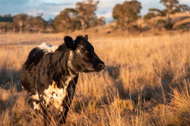 Beef Angus ve Wagyu inekleri kurak bir yazda bir tarlada otluyorlar. Çiftlikte çiftçilik yapan inek çobanı çiftçilik yapan inek sürüsü, alacakaranlıkta sığır güden.