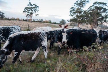 Beef Angus ve Wagyu inekleri kurak bir yazda bir tarlada otluyorlar. Çiftlikte çiftçilik yapan inek çobanı çiftçilik yapan inek sürüsü, alacakaranlıkta sığır güden.