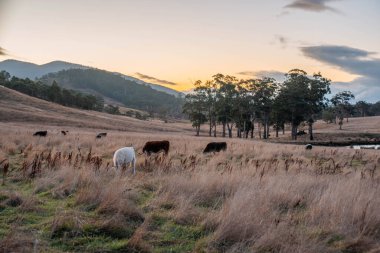 Beef Angus ve Wagyu inekleri kurak bir yazda bir tarlada otluyorlar. Çiftlikte çiftçilik yapan inek çobanı çiftçilik yapan inek sürüsü, alacakaranlıkta sığır güden.