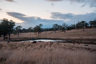 Beef Angus ve Wagyu inekleri kurak bir yazda bir tarlada otluyorlar. Çiftlikte çiftçilik yapan inek çobanı çiftçilik yapan inek sürüsü, alacakaranlıkta sığır güden.