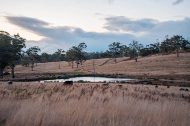 Beef Angus ve Wagyu inekleri kurak bir yazda bir tarlada otluyorlar. Çiftlikte çiftçilik yapan inek çobanı çiftçilik yapan inek sürüsü, alacakaranlıkta sığır güden.