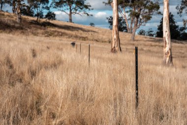 Çiftlikte eskrim yapan kadın çiftçi elektrikli tel örgü ören bir çiftlik Avustralyalı kadınlarda kışın tarımda çalışan yüksek gerilimli tel örgü ören bir çiftlik.