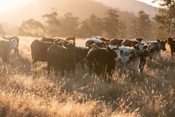 Beef Angus ve Wagyu inekleri kurak bir yazda bir tarlada otluyorlar. Çiftlikte çiftçilik yapan inek çobanı çiftçilik yapan inek sürüsü, alacakaranlıkta sığır güden.