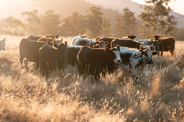 Beef Angus ve Wagyu inekleri kurak bir yazda bir tarlada otluyorlar. Çiftlikte çiftçilik yapan inek çobanı çiftçilik yapan inek sürüsü, alacakaranlıkta sığır güden.