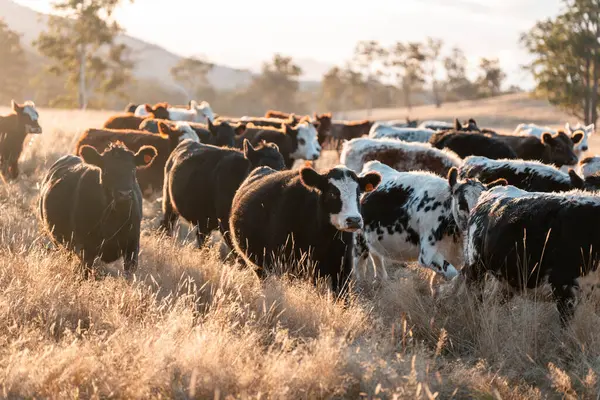 Beef Angus ve Wagyu inekleri kurak bir yazda bir tarlada otluyorlar. Çiftlikte çiftçilik yapan inek çobanı çiftçilik yapan inek sürüsü, alacakaranlıkta sığır güden.