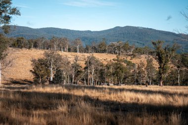 Avustralya 'daki güzel sığırlar ot yer, otlakta otlarlar. Tarımsal bir çiftlikte yetiştirilen sığır sürüsü. Sürdürülebilir tarım 