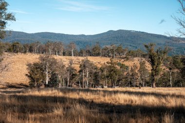 Avustralya 'daki güzel sığırlar ot yer, otlakta otlarlar. Tarımsal bir çiftlikte yetiştirilen sığır sürüsü. Sürdürülebilir tarım 