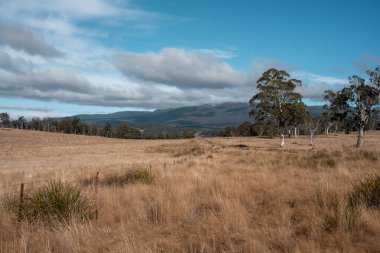 Avustralya 'daki güzel sığırlar ot yer, otlakta otlarlar. Tarımsal bir çiftlikte yetiştirilen sığır sürüsü. Sürdürülebilir tarım 